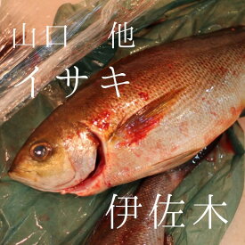 イサキ 山口産 他 約700-800g/1尾 豊洲直送 伊佐木 鮮魚【イサキ700-800g】 冷蔵