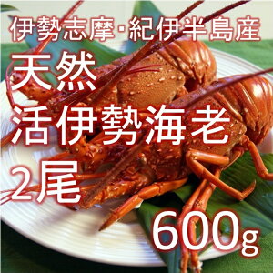 ɐCV ɐuEIɔEEtE  600-700gi300-350g/ x2jmLFnɐ ɐGr CZGryiseebi600g_ɐCV600-700gi2jz ①