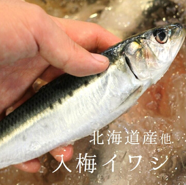 楽天市場 イワシ 脂イワシ 鰯 いわし 北海道 境港 銚子 岩手産 他 豊洲直送 約150 0g 尾ｘ5尾 Iwashi150 0x5 脂イワシ５尾 入梅 冷蔵 Okawari 楽天市場店