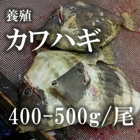 楽天市場 鮮魚 カワハギの通販