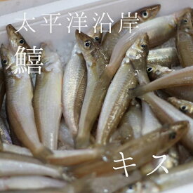特選 キス 1kg/1尾50〜60g 太平洋沿岸 豊洲直送 鱚 鮮魚【キス1K】 冷蔵