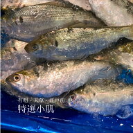 特選 小肌 こはだ　有明・天草・江戸前・大阪湾 他 約500g 鮮魚【小肌500g】 冷蔵