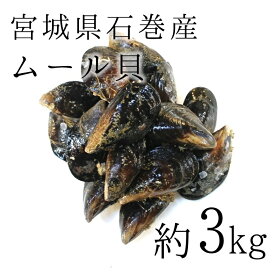 活けムール貝 生 中～大サイズ混合 国産（ 宮城石巻産 他）約3kg 豊洲直送 【ムール貝3K】 冷蔵
