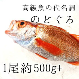 生 のどぐろ 喉黒 赤むつ 大サイズ （豊洲直送）約500-600g 日本海産（鳥取・山口・島根他）アカムツ ギフト お中元 鮮魚 刺身 ノドグロ【nodoguro200-300_生のどぐろ500-600g】 冷蔵