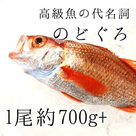 生 のどぐろ 喉黒 赤むつ 特大サイズ （豊洲直送）特大約700-800g 日本海産（鳥取・山口・島根他）アカムツ ギフト 鮮魚 刺身 ノドグロ【nodoguro700-800_生のどぐろ700-800g】 冷蔵