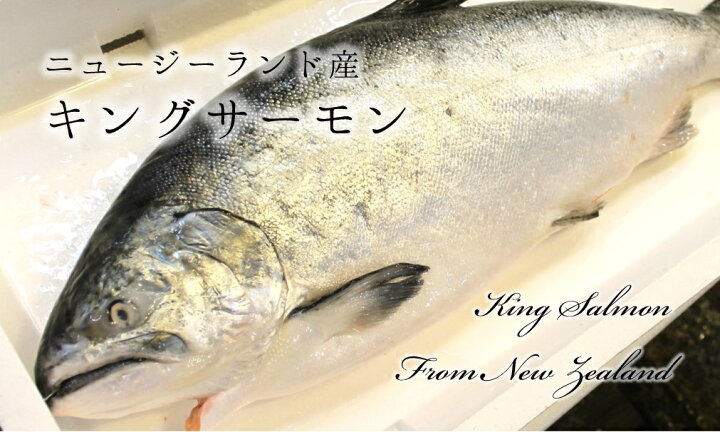 楽天市場 キングサーモン ニュージーランド産 他 丸一本 豊洲直送 4 5kg 腹抜き 内臓抜き Nz産キングサーモン4 5k 冷蔵 Okawari 楽天市場店 楽天市場 キングサーモン ニュージーランド産 他 丸一本 豊洲直送 4 5kg 腹抜き 内臓抜き Nz産キングサーモン4 5k 冷蔵 Okawari 楽天市場店