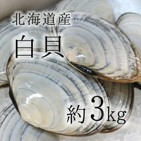 白貝 豊洲直送 北海道産 約3kg 約50-60g/1枚 シロガイ サラガイ バター焼き旨し【白貝3K】 冷蔵