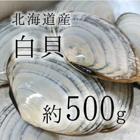 白貝 豊洲直送 北海道産 約500g 約50-60g/1枚 【シロガイ500g】 冷蔵 サラガイ バター焼き旨し！