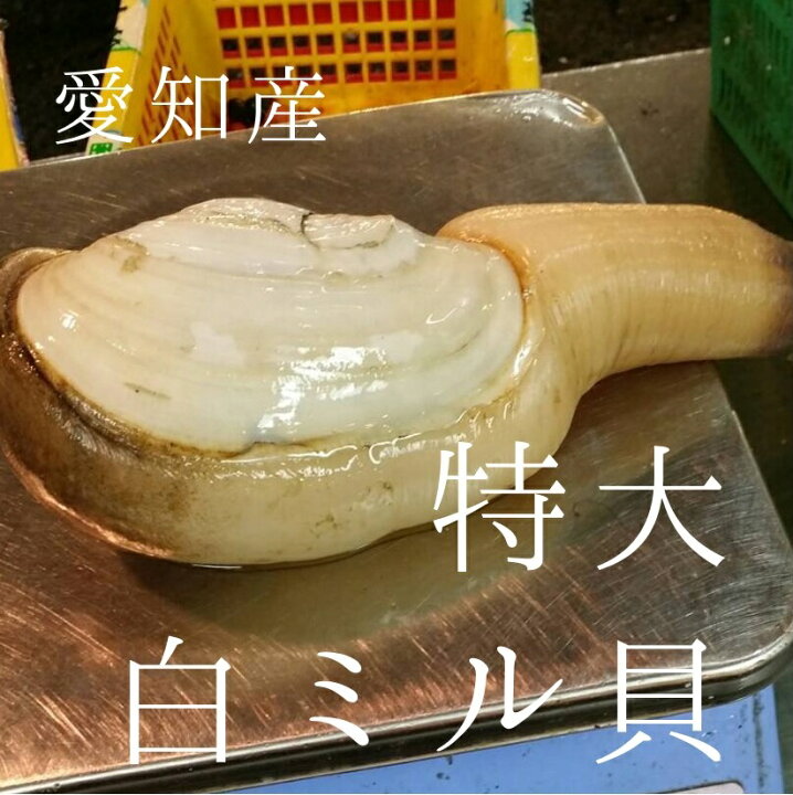 楽天市場 特大活け白ミル貝 愛知産 他 約500g 個 X2個 計1kg ナミガイ 豊洲直送 高級貝類 国産 職人の食材 白ミル貝５００ｇｘ２ 冷蔵 Okawari 楽天市場店