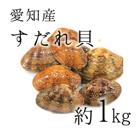 天然すだれ貝 活 愛知産他 スダレ貝 約1kg［豊洲直送］甘味が強い旨い貝！希少性の高い貝【スダレ貝1K】 冷蔵