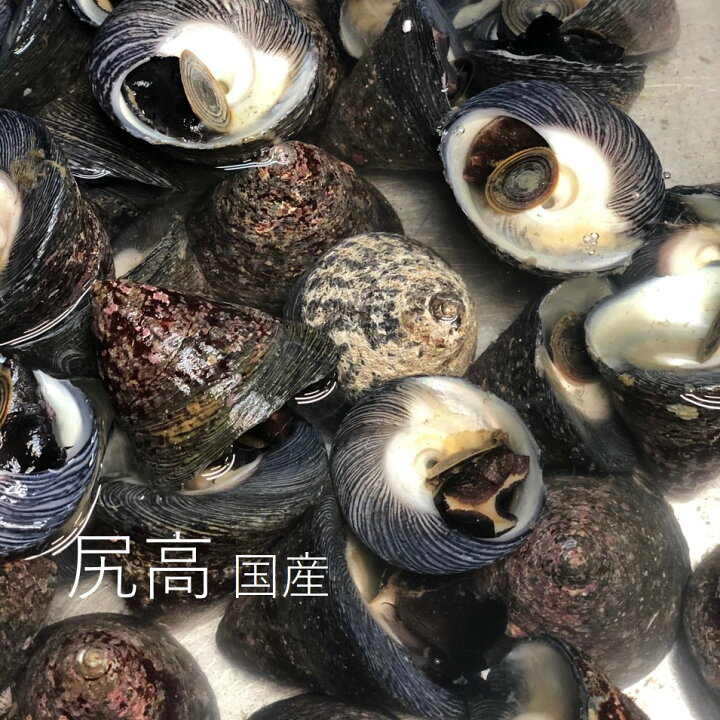 楽天市場 活 しったか 尻高 シッタカ 貝 1kg 国産 豊洲市場 シッタカ1kg 冷蔵 Okawari 楽天市場店