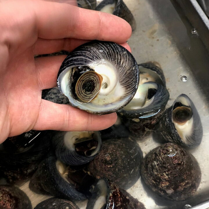 活白貝 約1kg 1個約40 60g前後 シロガイ 貝 64 以上 活白貝 約1kg 1個約40 60g前後 シロガイ 貝 64 以上