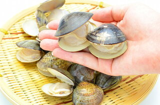 楽天市場 送料無料 はまぐり ハマグリ 蛤 500g ボイル 冷凍 潮汁 焼きハマグリ お吸い物 澄まし汁 酒蒸し バター焼き ひな祭り 築地市場 豊洲市場 貝 料理 おせち ギフト R うに カニ まぐろなら築地の王様