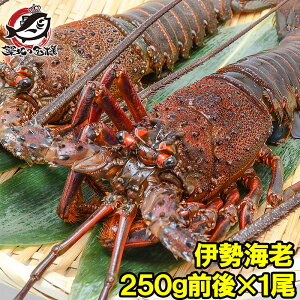 伊勢海老 国産の人気商品 通販 価格比較 価格 Com