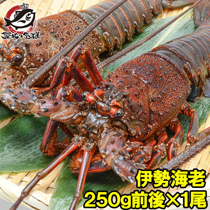 楽天市場 伊勢海老 国産伊勢海老250g前後 1尾 伊勢海老 刺身 伊勢えび 伊勢エビ イセエビ いせえび 味噌汁 伊勢海老汁 ロブスター q バーベキュー 築地市場 豊洲市場 ギフト Rn うに カニ まぐろなら築地の王様