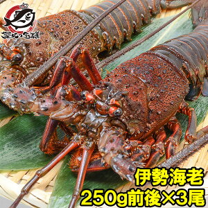 伊勢海老の通販 価格比較 価格 Com