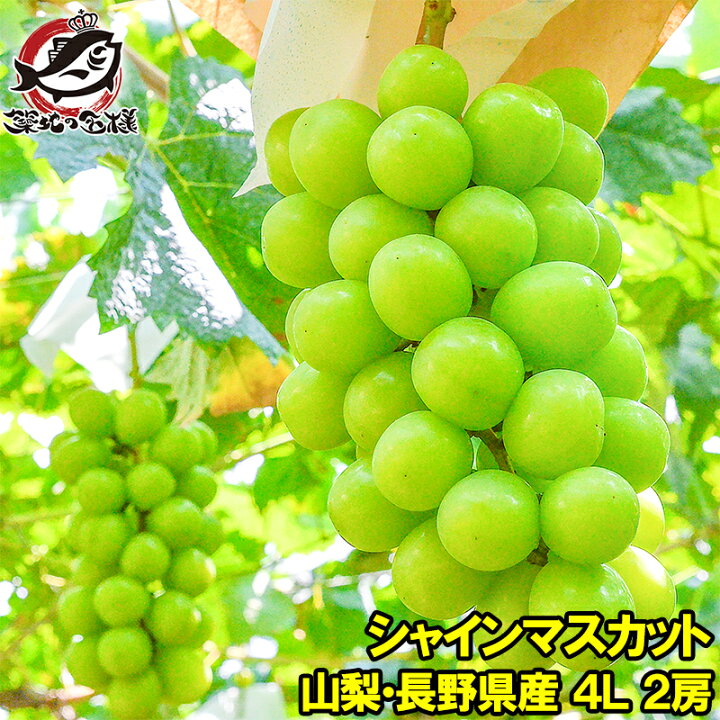 楽天市場】【送料無料】シャインマスカット 山梨県 長野県産 種なし 
