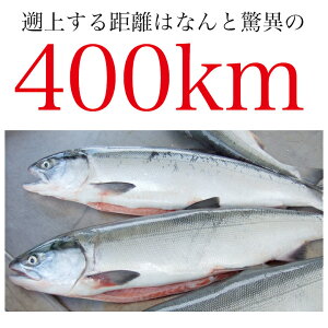 紅鮭&時鮭の紅白鮭各10切れ計20切セット【送料無料】【お歳暮】【ギフト】【05P09Jan16】