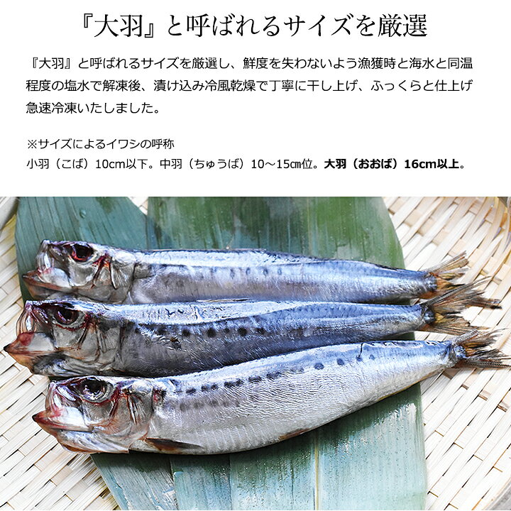 楽天市場 大羽いわし丸干し 80g 3尾 4パック 千葉県産 千葉県産千葉県加工 自慢の逸品 イワシ イワシの丸干し 丸干し イワシの干物 築地やまいち