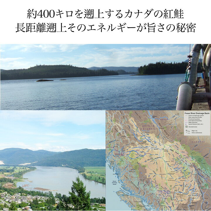 1926円 売れ筋ランキング 送料無料 2個で1 000円OFFクーポンあり 紅鮭 時鮭の紅白天然鮭各6切れ計12切セット 1926円 売れ筋ランキング 送料無料 2個で1 000円OFFクーポンあり 紅鮭 時鮭の紅白天然鮭各6切れ計12切セット