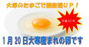 【大寒たまご】【送料込】大寒のたまご Mサイズ 10個×3パック