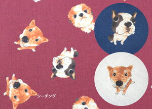 y50cmPʁztsukushiuV[`Ov uĕIv Rbg100 n z  fW^vg [EFA  obO R  Ck  hbO Aj}  