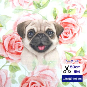 y50cmPʁzyV[`OzupOƃ[Y̒v Gribanessa Rbg100  z w   Jo[O {^ ԕ  t[  n pO KN