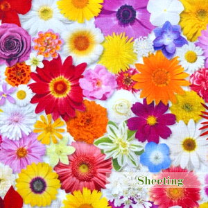 y50cmPʁzuV[`Ov/At[J[ybgv/RXX/}[Kbg/o//O[/Rbg100/n////Jo[O/Gv/w/fW^vg/ԁ@