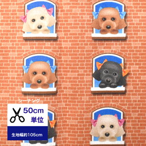 y50cmPʁzV[`Ouv[h}Vv Rbg100  z w   Jo[O Ck v[h R 