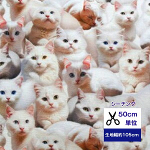 y50cmPʁzyV[`Oz The white cat Rbg100/ /z /w/  //Jo[O/ fW^vg ʐ^ L lR qL L zCgLbg