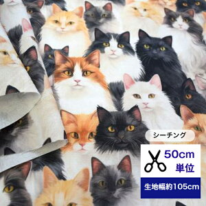 y50cmPʁz uV[`Ov̎L n z ˂ L cat@Lbg  CeA Rbg100 m Q  GRobO Jo[O J[e