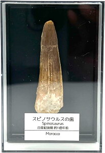 yzTCGX XsmTEX̎  50mm  { I bRYyԕiEۏ؁z