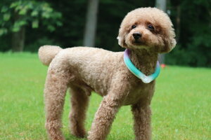 _279:59}f|Cg10{^₵A悯΍􂪂łA~ŖڗIIFineDengN[J[