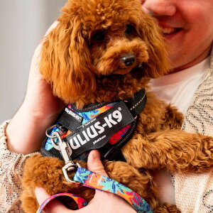 �����E�X k9 �n�[�l�X Julius-K9 �����E�X�P�[�i�C�� IDC Power Harness IDC�p���[�n�[�l�X �j���[�J���[ �� ���p�n�[�l�X ���� Baby1 Baby2 MINIMINI ���^�� �T�C�Y ���K �������� ���x�� �Č� �����Ȃ� �E��