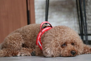 _279:59}f|Cg10{^[Hakusan]kfUCAnn[lXyRtH[gWXgtBbgn[lXEAnbVz