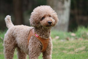 |Cg10{I10279:59܂Ł XCXfUCyCurliz J[[v~ARNV@AbvU[n[lXENXvyCLASP/Apple Leather HARNESSz