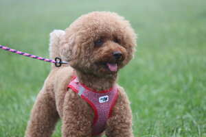 _119:59}f|Cg10{^XCX̍hbOuhyCurliz xXgn[lXEmyVEST HARNESS Merinoz ^pTCY