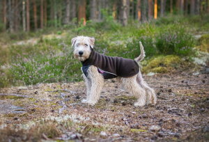   ~ Pomppa |bp hbOt[XZ[^[ Jumppa Pomppa ^ ^ g ₷ AE^[ t[X g[i[ Ȃ  H~ 킢  hbOEFA 㒅 jbg