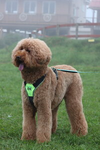 犬用ハーネス 送料無料 首輪 大型犬の通販 価格比較 価格 Com 犬用ハーネス 送料無料 首輪 大型犬の通販 価格比較 価格 Com