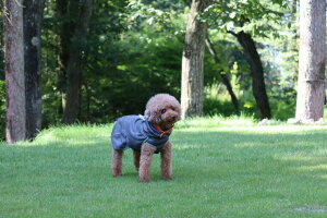 _119:59}f|Cg10{^  ~ Hurtta tb^ Y_YV[Y ~bhC[ ^ ^ g ₷ AE^[ t[X g[i[ Ȃ  H~ 킢 