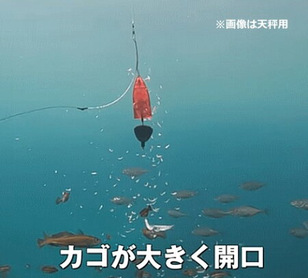 ベストダイワ ジェットカゴ すべての魚の画像 ベストダイワ ジェットカゴ すべての魚の画像
