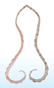 ܂ O[  3D\tglN^C #24 PCIW/NAS[h / ⃉o ^Co y[֔z