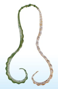 ܂ O[  3D\tglN^C #25 NAO[/NAS[h / ⃉o ^Co y[֔z