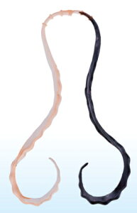 ܂ O[  3D\tglN^C #26 PCIW/ubN / ⃉o ^Co y[֔z