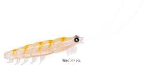 �_�C�� ���A���I�L�A�~���[�� �^�t 3L�T�C�Y #������I�L�A�~ / ���A�[ �ދ� �y���[���֔����z �y�Ζ��Z�[���z