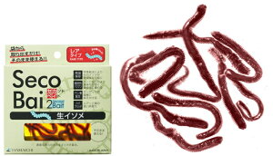 ls ZJhxCg C\ / 퉷ۑ ނGT GT y[֔z