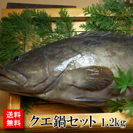 【送料無料】幻の魚 クエ鍋セット　タップリの1.2kg クエ鍋用の切り身とお刺身しゃぶしゃぶ用の三枚おろ…