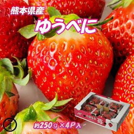 【熊本県産　ゆうべに　いちご　250g×4パック】熊本県　八代産のゆうべにいちごです。極上の一粒　苺　いちご　送料無料　フルーツギフト