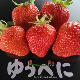 【熊本県産　ゆうべに　いちご　250g×2パック入】熊本県　八代産のゆうべにいちごです。極上の一粒　苺　いちご　3L〜2Lサイズ　熊本県産いちご　苺　送料無料　フルーツギフト