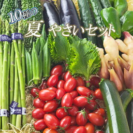 お得なお野菜セット【10種の夏野菜セット】父の日おすすめ　御中元　夏野菜　なすび　きゅうり　アイコトマト　トマト　新生姜　ゴーヤ　ズッキーニ　オクラ　大葉　みょうが　アスパラ　ピーマン　南瓜　お野菜セット　夏野菜セット　熊本県産